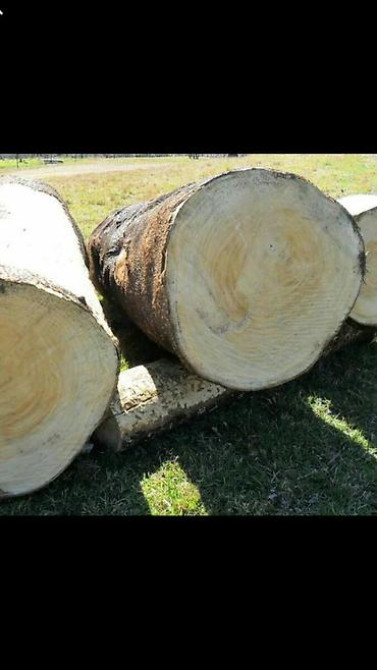 Павловния (z -07 pao tong) морозостойкий, тройной супер гибрид Bishkek - photo 28