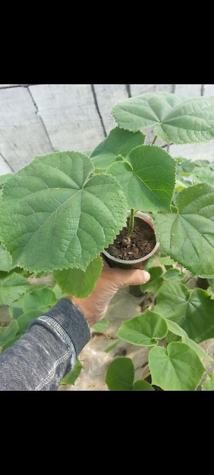 Павловния (z -07 pao tong) морозостойкий, тройной супер гибрид Bishkek - photo 7