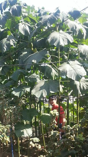 Павловния (z -07 pao tong) морозостойкий, тройной супер гибрид Bishkek - photo 24