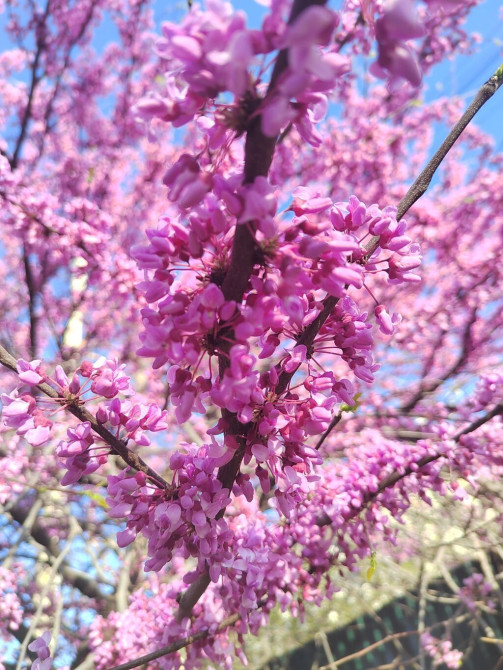 Снимем комнату в Октябрьском районе, мать и сын.Порядок и чистоту Bishkek - photo 1