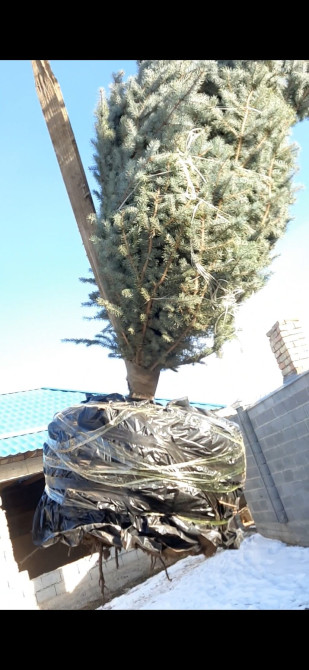 Арча туя голубая ель пересадка посадка хвойных деревьев Bishkek - photo 1