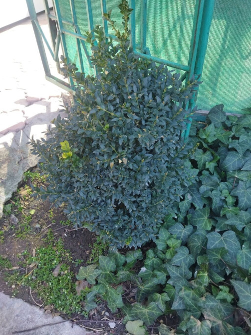 Самшит (Buxus sempervirens) – декоративный вечнозелёный кустарник для Bishkek - photo 1