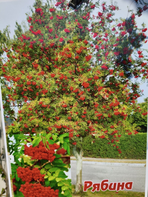 РябинаКалина. (Sorbus aucuparia) — декоративное и плодовое дерево Bishkek - photo 1