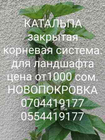 Саженцы Катальпа. однолетки- 300сом. двухлетки-1000сом. трехлетки-2000 Bishkek