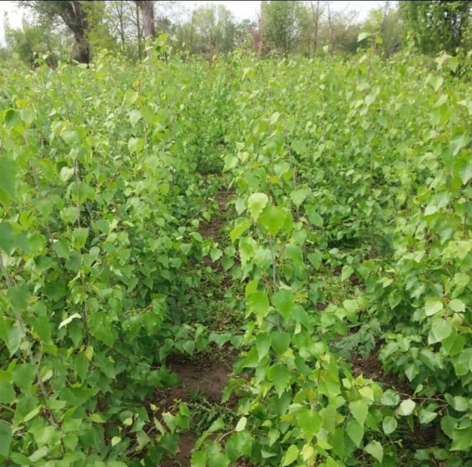 Саженцы Платная доставка Bishkek - photo 1