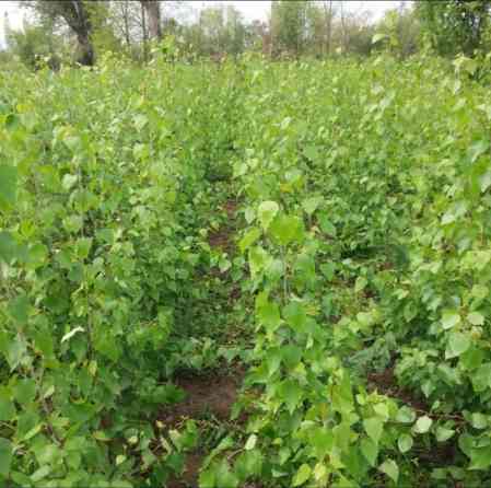 Саженцы Платная доставка Bishkek