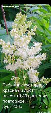 Клематис Варшавский Найк,достигает до 3-4 м, цветет до снега Bishkek