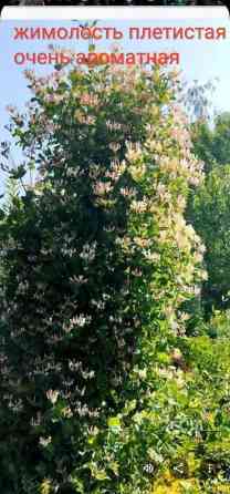 Клематис Варшавский Найк,достигает до 3-4 м, цветет до снега Bishkek