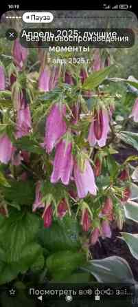 Клематис Варшавский Найк,достигает до 3-4 м, цветет до снега Bishkek