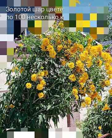 Клематис Варшавский Найк,достигает до 3-4 м, цветет до снега Bishkek