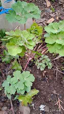 Клематис Варшавский Найк,достигает до 3-4 м, цветет до снега Bishkek