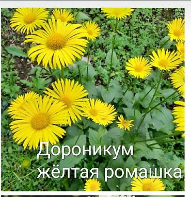 Клематис Варшавский Найк,достигает до 3-4 м, цветет до снега Bishkek - photo 26