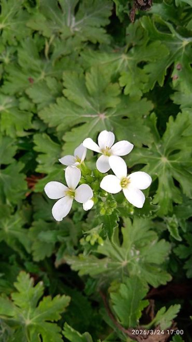 Клематис Варшавский Найк,достигает до 3-4 м, цветет до снега Bishkek - photo 38