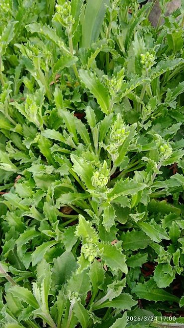 Клематис Варшавский Найк,достигает до 3-4 м, цветет до снега Bishkek - photo 20