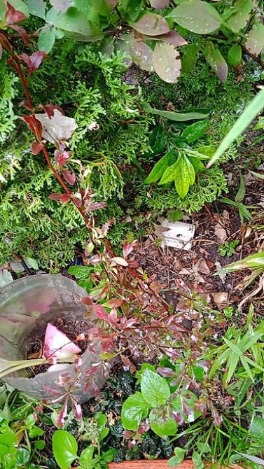 Клематис Варшавский Найк,достигает до 3-4 м, цветет до снега Bishkek - photo 41