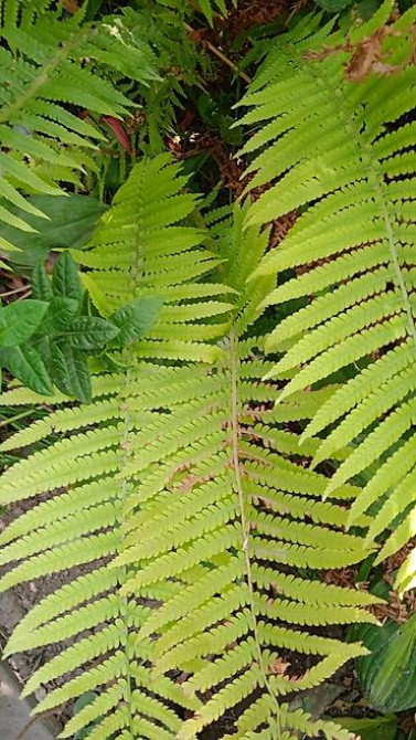 Клематис Варшавский Найк,достигает до 3-4 м, цветет до снега Bishkek - photo 13