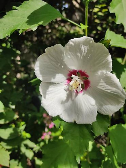 Клематис Варшавский Найк,достигает до 3-4 м, цветет до снега Bishkek - photo 36