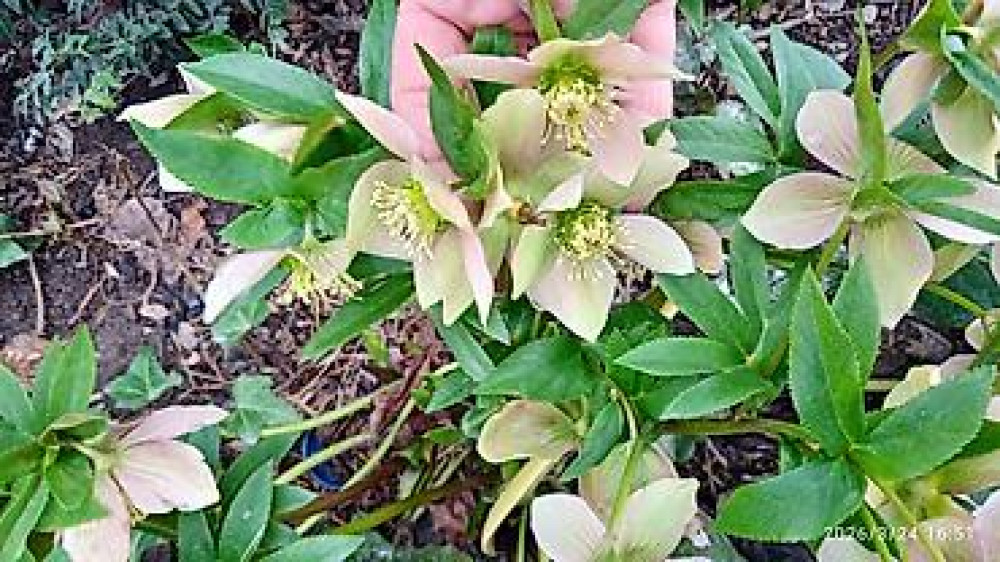 Клематис Варшавский Найк,достигает до 3-4 м, цветет до снега Bishkek - photo 24