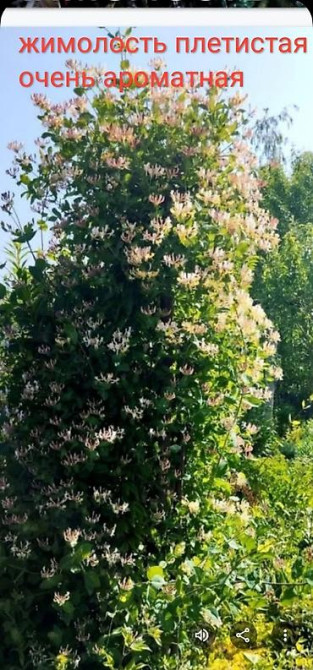 Клематис Варшавский Найк,достигает до 3-4 м, цветет до снега Bishkek - photo 62