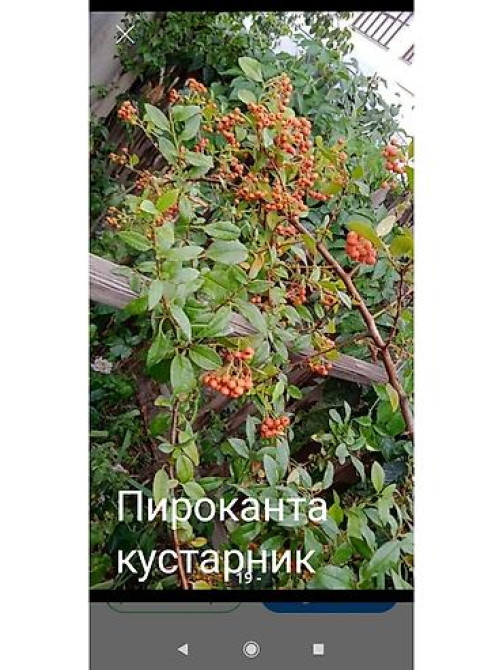 Клематис Варшавский Найк,достигает до 3-4 м, цветет до снега Bishkek - photo 5