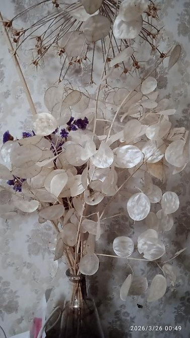 Клематис Варшавский Найк,достигает до 3-4 м, цветет до снега Bishkek - photo 56