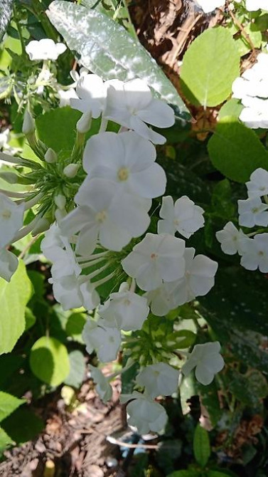 Клематис Варшавский Найк,достигает до 3-4 м, цветет до снега Bishkek - photo 18