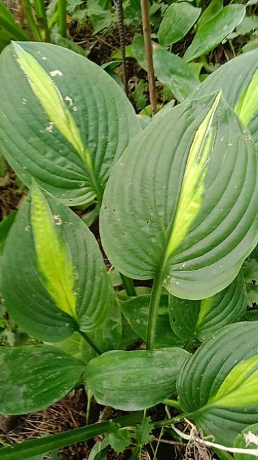 Клематис Варшавский Найк,достигает до 3-4 м, цветет до снега Bishkek - photo 14