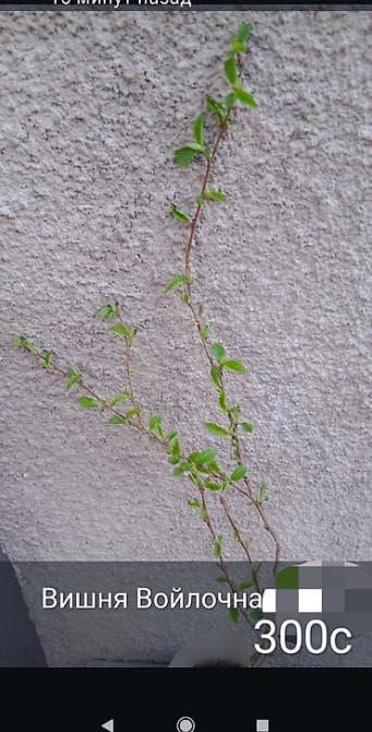 Клематис Варшавский Найк,достигает до 3-4 м, цветет до снега Bishkek - photo 21