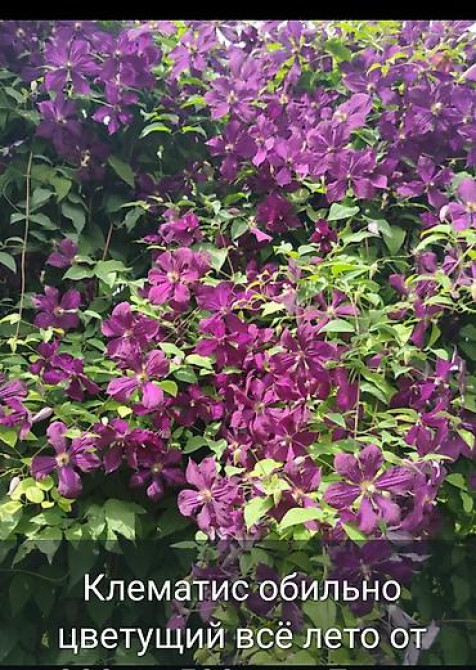 Клематис Варшавский Найк,достигает до 3-4 м, цветет до снега Bishkek - photo 57
