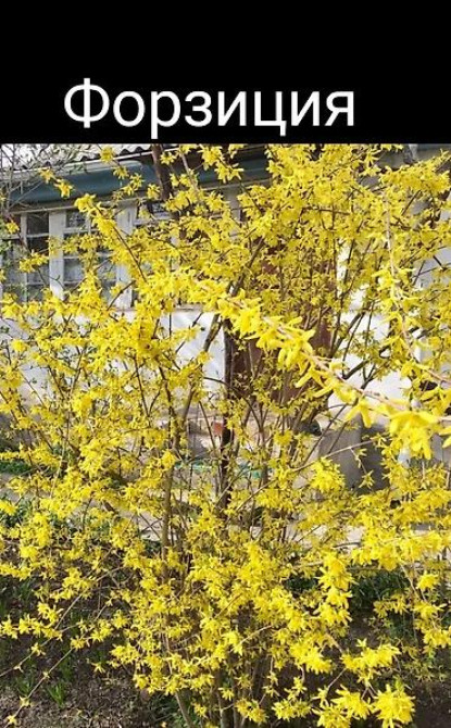 Клематис Варшавский Найк,достигает до 3-4 м, цветет до снега Bishkek - photo 58