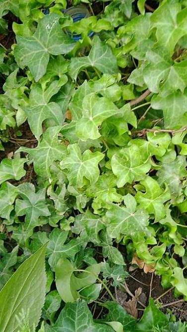 Клематис Варшавский Найк,достигает до 3-4 м, цветет до снега Bishkek - photo 15