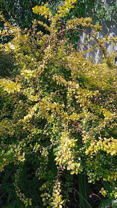 Клематис Варшавский Найк,достигает до 3-4 м, цветет до снега Bishkek - photo 45