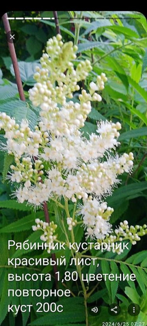 Клематис Варшавский Найк,достигает до 3-4 м, цветет до снега Bishkek - photo 60