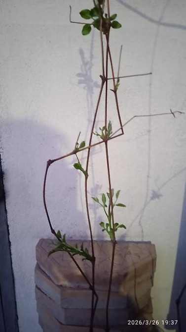 Клематис Варшавский Найк,достигает до 3-4 м, цветет до снега Bishkek - photo 19