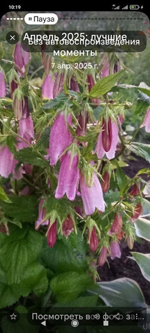 Клематис Варшавский Найк,достигает до 3-4 м, цветет до снега Bishkek - photo 3