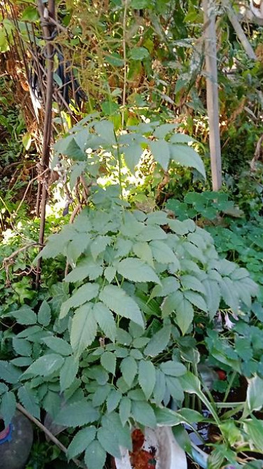 Клематис Варшавский Найк,достигает до 3-4 м, цветет до снега Bishkek - photo 11