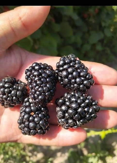 Клематис Варшавский Найк,достигает до 3-4 м, цветет до снега Bishkek - photo 25