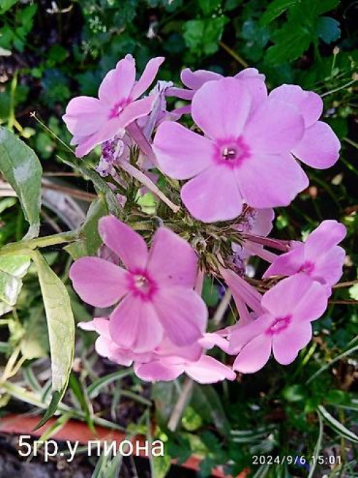 Клематис Варшавский Найк,достигает до 3-4 м, цветет до снега Bishkek - photo 46