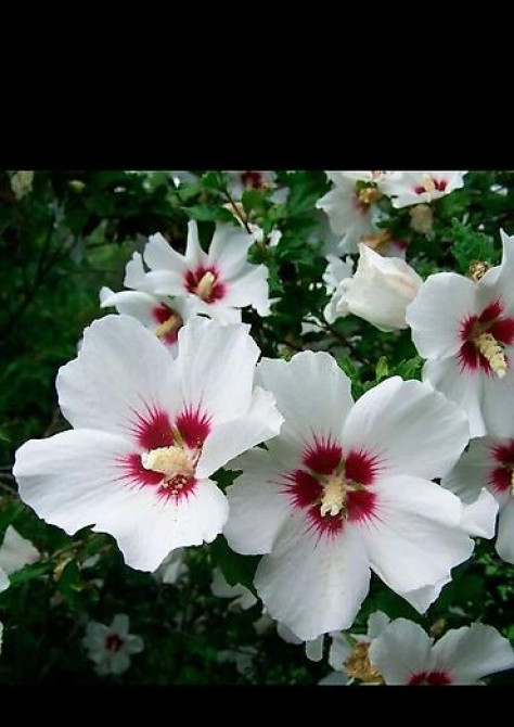 Клематис Варшавский Найк,достигает до 3-4 м, цветет до снега Bishkek - photo 51