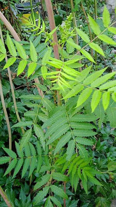 Клематис Варшавский Найк,достигает до 3-4 м, цветет до снега Bishkek - photo 39