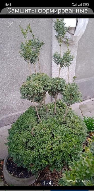 Клематис Варшавский Найк,достигает до 3-4 м, цветет до снега Bishkek - photo 52