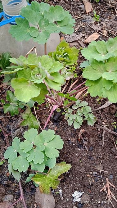 Клематис Варшавский Найк,достигает до 3-4 м, цветет до снега Bishkek - photo 1