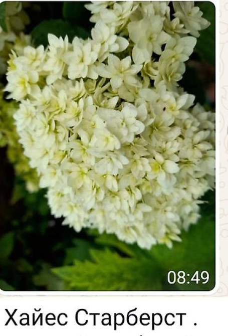 Клематис Варшавский Найк,достигает до 3-4 м, цветет до снега Bishkek - photo 8