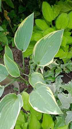 Дербейник Плакун трава цветёт все лето 150 200, ) Клематис кусты Bishkek