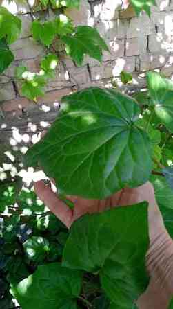 Дербейник Плакун трава цветёт все лето 150 200, ) Клематис кусты Bishkek