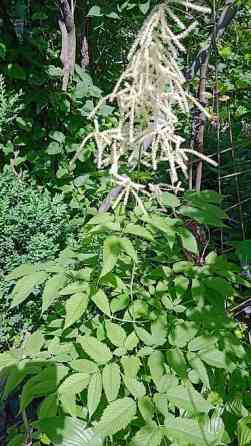 Дербейник Плакун трава цветёт все лето 150 200, ) Клематис кусты Bishkek