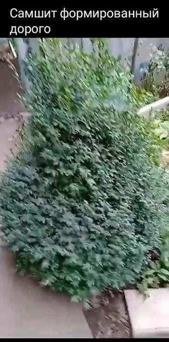 Дербейник Плакун трава цветёт все лето 150 200, ) Клематис кусты Bishkek - photo 18