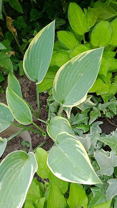 Дербейник Плакун трава цветёт все лето 150 200, ) Клематис кусты Bishkek - photo 3