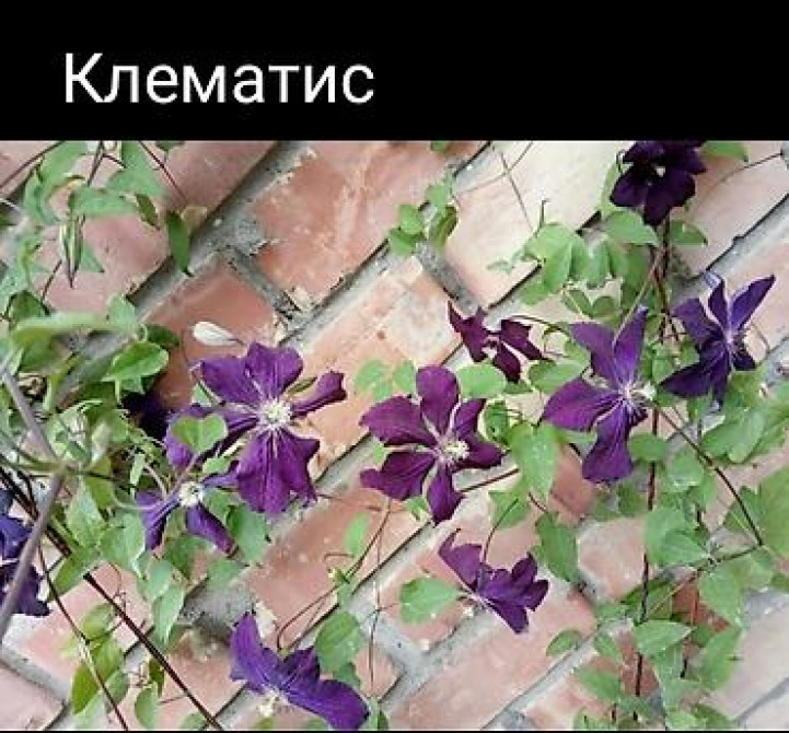 Дербейник Плакун трава цветёт все лето 150 200, ) Клематис кусты Bishkek - photo 10