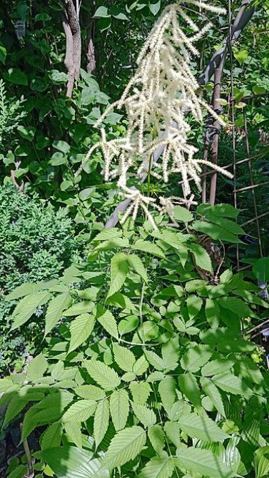 Дербейник Плакун трава цветёт все лето 150 200, ) Клематис кусты Bishkek - photo 11